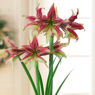 Terracotta/Amaryllis