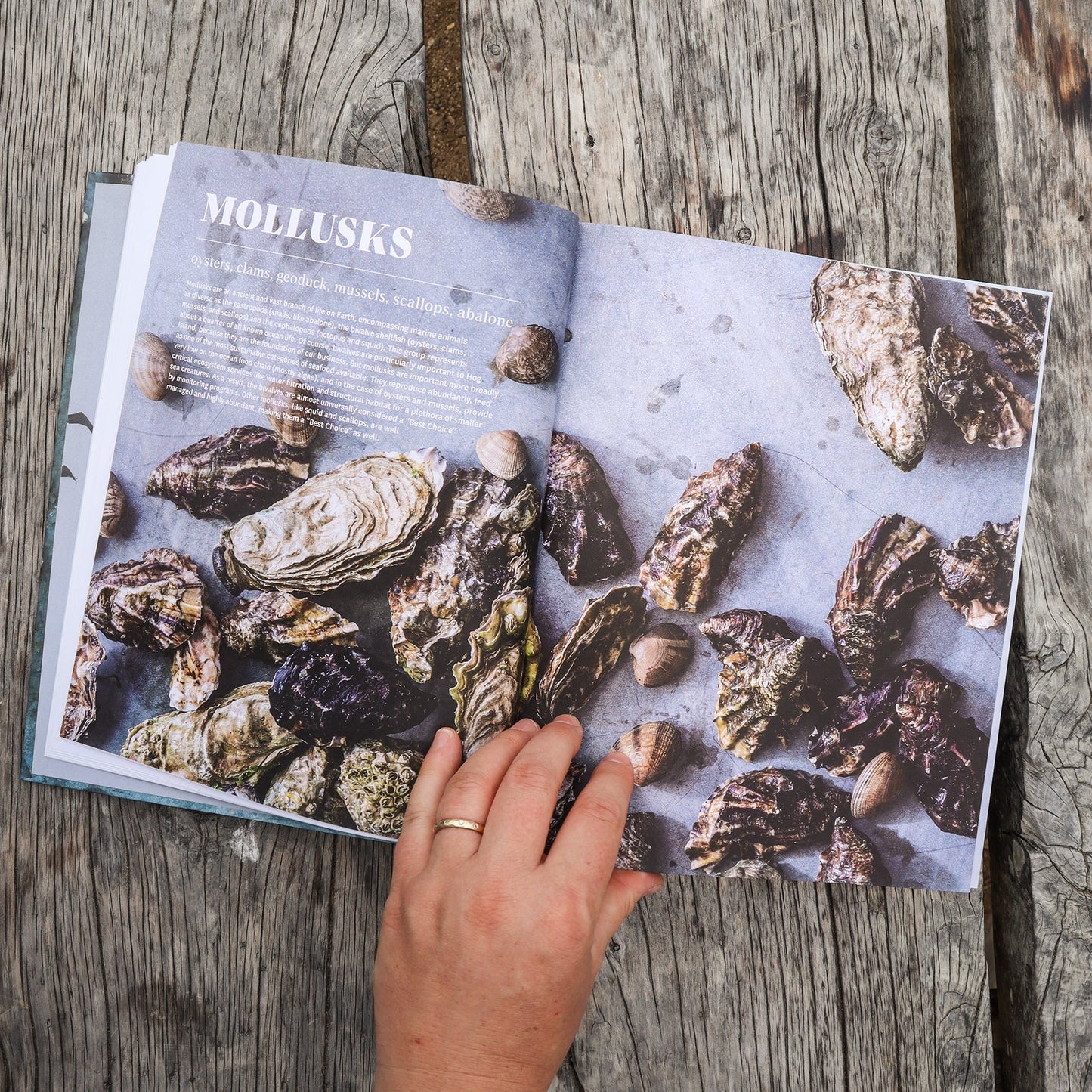 The Hog Island Book of Fish & Seafood