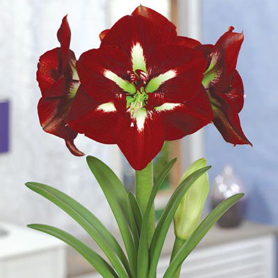 Line Cut Amaryllis